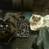 oreo and ferreo