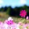 lovelypinks