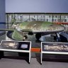 Me262