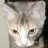 wyldcat