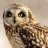 Serene_owl