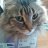 Catgirl113