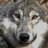 lonewolf