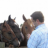 horsedoc