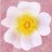 Wild Rose